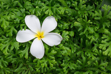 Plumeria is placed on a green foliage background.