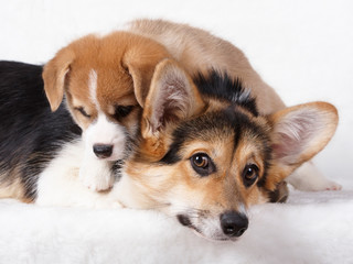 Corgi puppies on white background