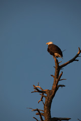 Bald Eagle