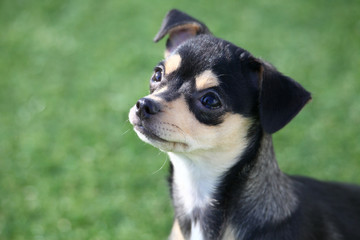 영리한 강아지 - 바둑이