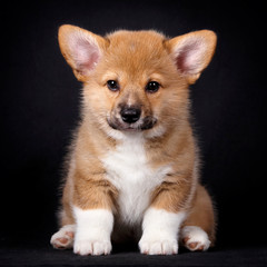 Corgi puppies on black background