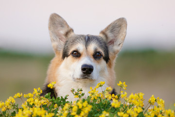 Welsh corgi pembroke n aulice in summer, water, grass