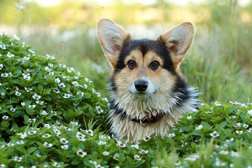 Welsh corgi pembroke n aulice in summer, water, grass