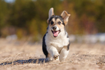 Welsh corgi pembroke n aulice in summer, water, grass