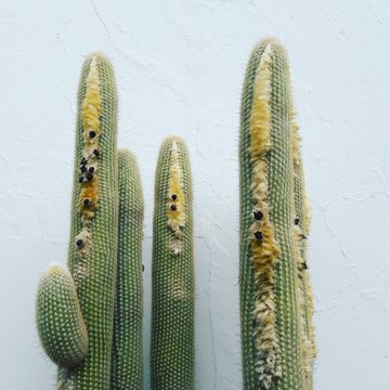 Cactus plant