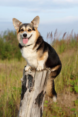 Welsh corgi pembroke n aulice in summer, water, grass