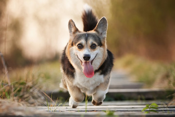 Welsh corgi pembroke n aulice in summer, water, grass