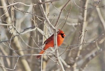Cardinal