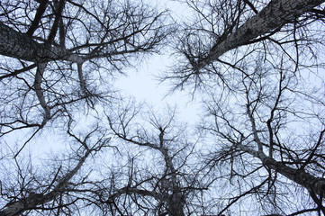 A web of branches