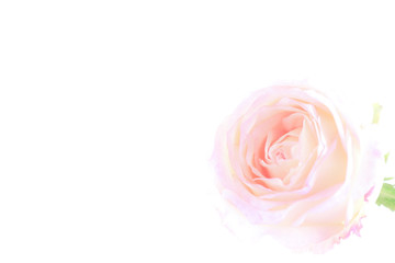 Fototapeta na wymiar rose flowers close up on background.