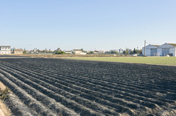 Obraz premium Fields of garden vegetable in Valencia, Huerta de Valencia. Field of tiger nut after was burned. Tiger nut milk is a drink typical of Valencia