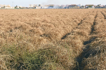 Fields of garden vegetable in Valencia, Huerta de Valencia. Field of tiger nut dry. Tiger nut milk is a drink typical of Valencia