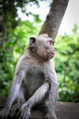Monkeys in Bali