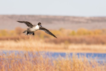 Pintail duck in flight at Bosque del Apache National Wildlife Refuge in central New Mexico