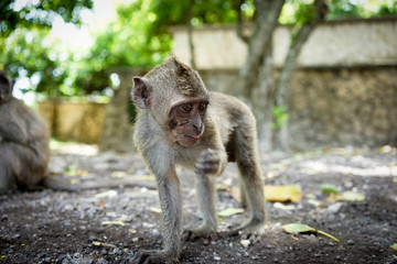 Monkeys in Bali