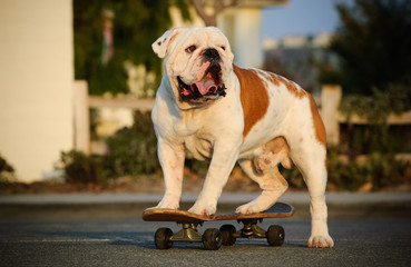 English Bulldog outdoor portrait standing on skateboard in street © everydoghasastory