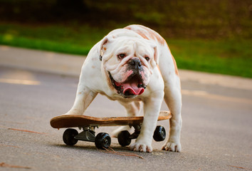 English Bulldog outdoor portrait standing on skateboard © everydoghasastory