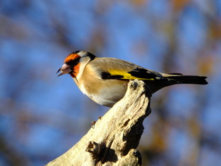 Goldfinch in late autumn