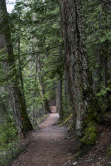 Dirt road passing through forest, Pemberton, Whistler, British Columbia, Canada