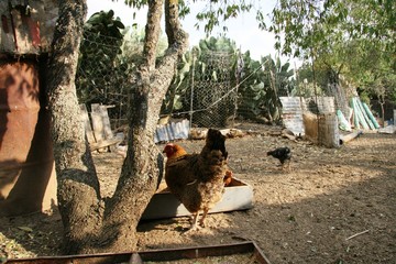 Galline e polli in fattoria 