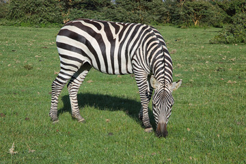 Zebras in Afrika