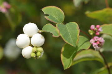 Gew&ouml;hnliche Schneebeere