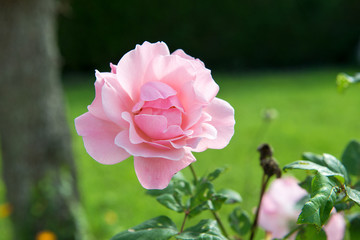 beautiful rose in the garden