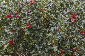 red berry bushes (holly?)