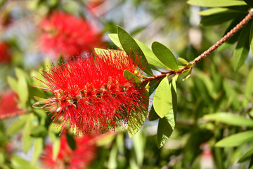 Callistemone - Callistemon