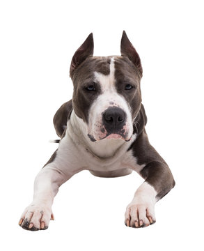 American Pit Bull Terrier Lies On A White Background In Studio