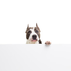 funny American pit bull terrier is sitting behind white panel on a white background in studio...