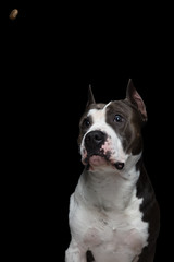 funny muzzle of a American pit bull terrier that catches food on a black background in a studio
