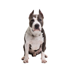 American pit bull terrier is sitting on a white background in studio