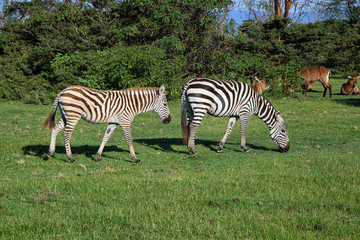 Fototapeta na wymiar Zebras in Afrika