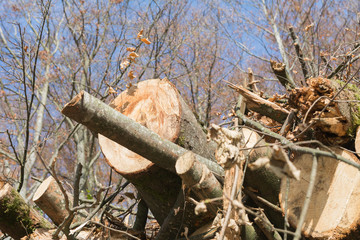 Geschnittene Bäume im Wald