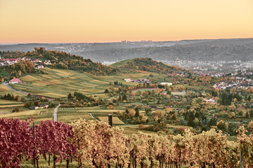 Vineyards in Stuttgart / colorful wine growing region in the south of Germany with view over Neckar Valley