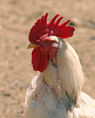 rooster and red crest in the henhouse