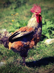 rooster with a big red crest on head with vintage effect