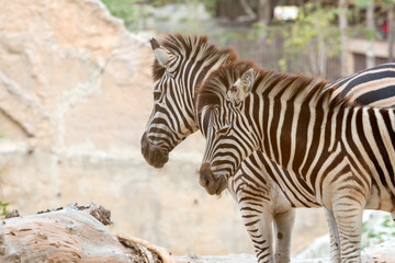Fototapeta na wymiar Close up of couple zebra standing together; Burchell's Zebra head shot