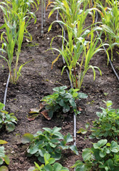 vegetable garden with strawberry plants and the tube for the irr