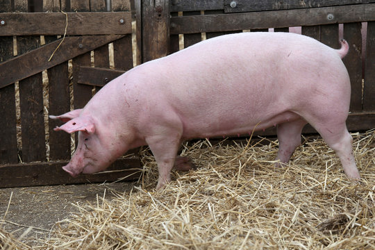 Pink colored domestic pig breeding at animal farm