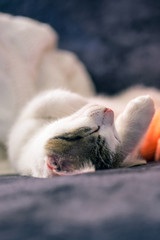 Detail of nose of white kitten with tabby spots on head