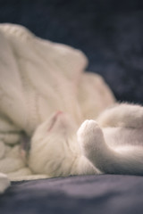 Detail of paw of white kitten with tabby spots on head