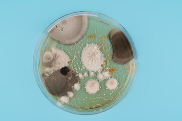  growth of microorganisms in a Petri dish, Bacteria, yeast and mold growing on an agar plate.