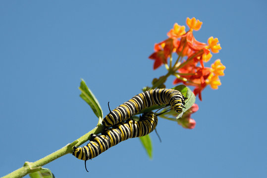Monarch butterfly caterpillar feeding on milkweed plant on blossom