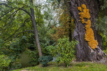 Huge yellow bracket fungus Laetiporus sulphureus on a tree © photoflorenzo