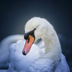 Cygne des Temps...