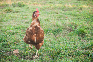 poulet dans un élevage en plein air