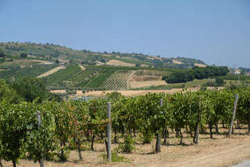 Fototapeta na wymiar Vineyards near Monterubbiano (Marches, Italy)