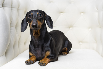 cute dog  Dachshund breed, black and tan, lies in a white armchair and looks into the camera